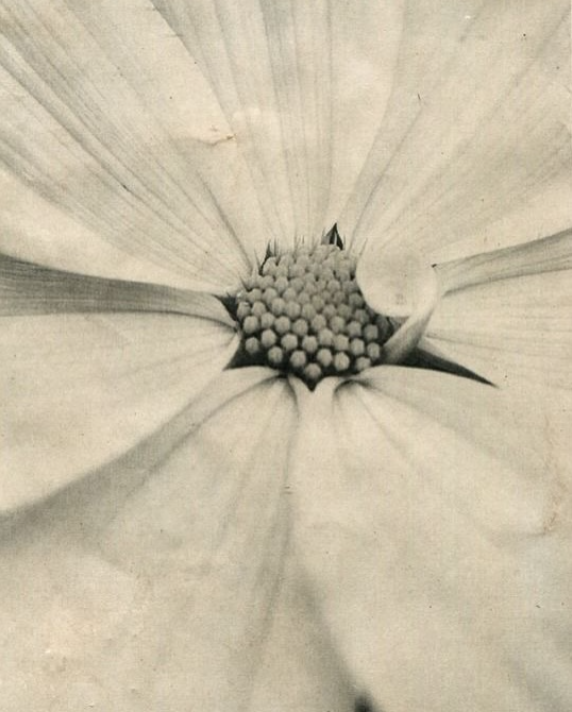 A softly faded archival close-up of a flower opening around its center